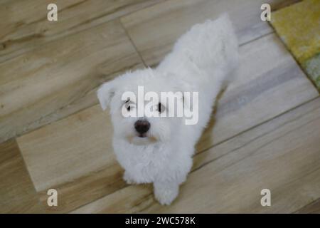 Un adorabile compagno canino si erge su un elegante pavimento piastrellato accanto a un tappeto morbido e invitante Foto Stock