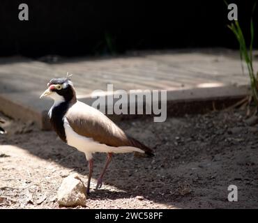 il lapwing ha un cappuccio nero e un'ampia striscia a occhio bianco, con un anello a occhio giallo e un becco e un piccolo baglietto rosso sopra il becco. Le gambe sono rosa-gre Foto Stock