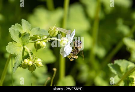 Macro di un'ape su una fioritura di macrorrhizum Bigroot Geranium Foto Stock