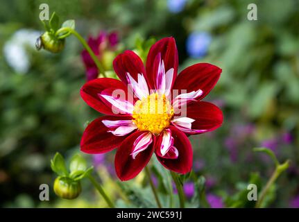 Collarette rosso-bianco Dahlia Night farfalla in fiore in autunno Foto Stock