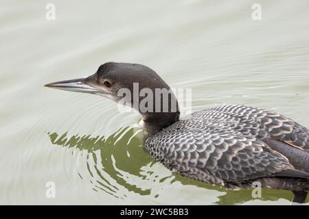 Il Great Northern Diver è un migrante invernale che attraversa la costa del Regno Unito e i corsi d'acqua. La maggior parte degli uccelli si riproducono nelle latitudini settentrionali e migrano per sfuggire agli inverni. Foto Stock