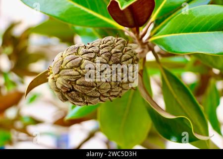 Magnolia grandiflora Fruit Close up September Rue Nationale Tours France Foto Stock