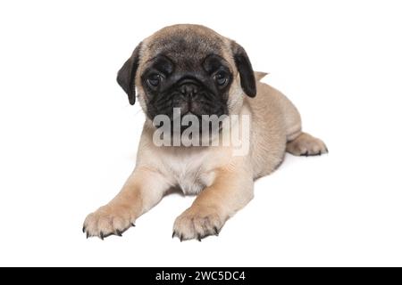 Cucciolo beige con una museruola nera, invecchiato un mese e mezzo, si trova sullo stomaco e guarda la fotocamera isolata su uno sfondo bianco Foto Stock