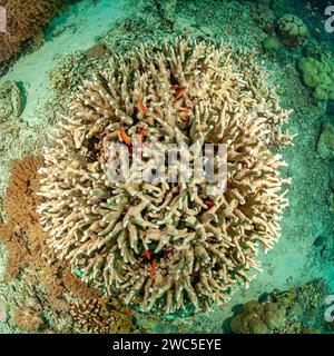 Malesia, Sabah, Sipadan, Corallo Reef Foto Stock