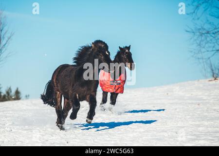 Giovane cavallo islandese e vecchio cavallo da guerra in inverno Foto Stock