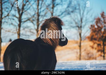 Giovane cavallo islandese Foto Stock