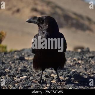 Splendido corvo in primo piano e guardando di lato, corvus corax canariensis, isola di Fuerteventura, Spagna Foto Stock