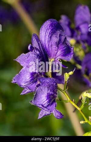 Pianta erbacea primaverile ed estiva di Aconitum "Spark's Variety" con una pianta velenosa blu primaverile ed estiva comunemente nota come cappa di monaco Foto Stock