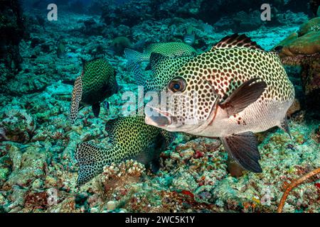 Malesia, Sabah, Sipadan, dolciumi con molte macchie, Plectorhinchus chaetodonoides Foto Stock