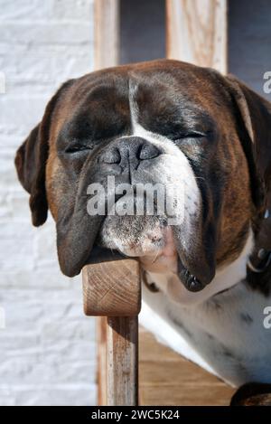 Cane del pugile Foto Stock