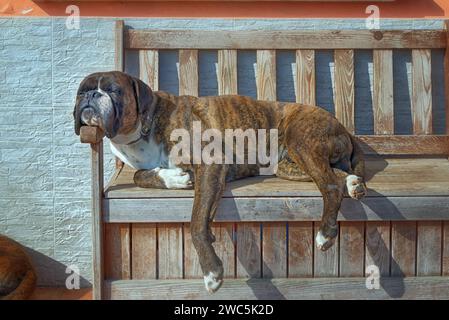Cane del pugile Foto Stock