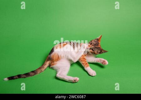 Piccolo gattino tricolore giace su sfondo isolato verde. Gatto da strada a casa. PET è come un amico, un compagno, un membro della famiglia. Animali domestici in studio. Copia S Foto Stock