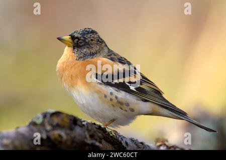 Brambling maschile (fringilla montifringilla) in posa sul vecchio ramo in una luce calda e soffusa Foto Stock