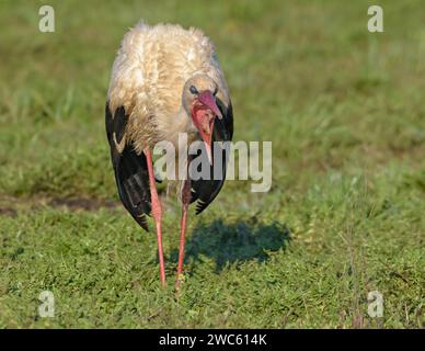 Cicogna bianca per adulti (Ciconia ciconia) inghiottisce lombrichi su un campo di erba corta Foto Stock