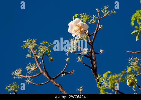 Baobab africano (Adansonia digitata), baobab, fiori, frutta, fioritura, dettaglio, frutto dell'albero, fioritura, albero deciduo, pianta, flora Foto Stock