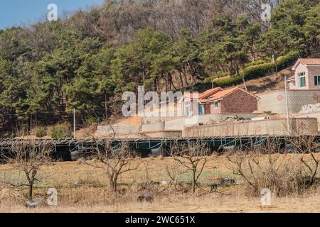 Chungju, Corea del Sud, 22 marzo 2020: Solo per uso editoriale. Case unifamiliari di nuova costruzione su una collina dietro un grande raccolto di ginseng e file di alberi Foto Stock