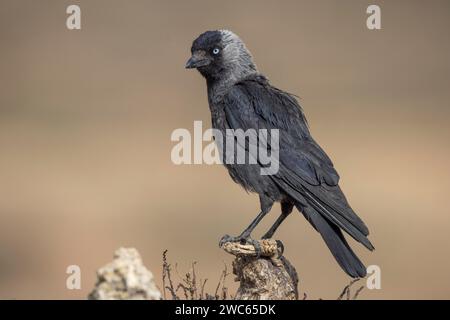 Jackdaw occidentale (Corvus monedula), sulla diramazione, Castilla-la Mancha, Spagna Foto Stock