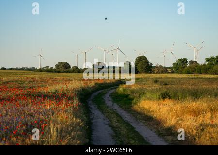 Una strada sterrata che attraversa un fiorente campo di papaveri al tramonto. I generatori eolici sono sullo sfondo. Foto Stock