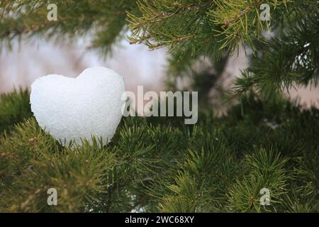 Una palla di neve a forma di cuore appoggiata su un ramo di cedro. Foto Stock