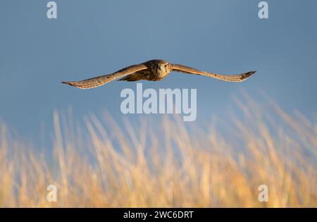 Una femmina selvaggia Merlino (Falco columbarius) che caccia a Lindisfarne, Northumberland Foto Stock