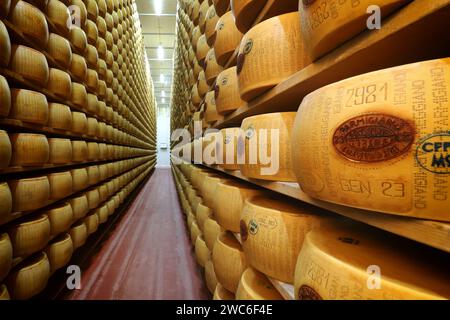 Modena, Emilia Romagna, Italia, gennaio 2024, fasi della lavorazione del Parmigiano Reggiano, tipico prodotto caseario famoso Foto Stock