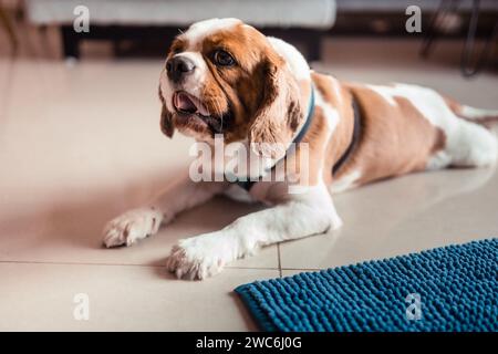 Il carino re charles spaniel, che giace per terra Foto Stock