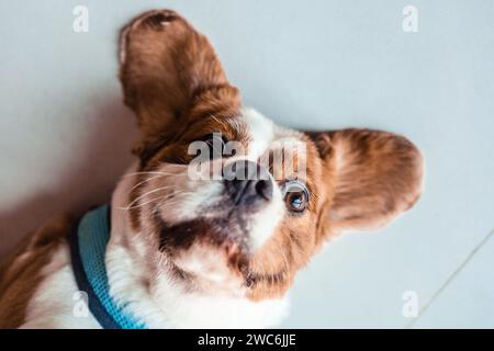 Vista ravvicinata del simpatico cane del re charles Spaniel sdraiato sul pavimento Foto Stock