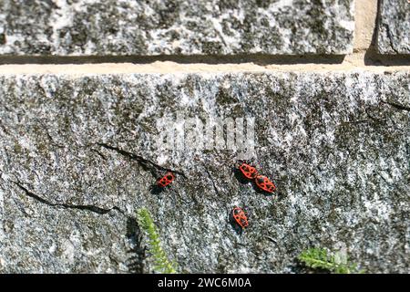 I coleotteri di fuoco in estate sulla pietra Foto Stock