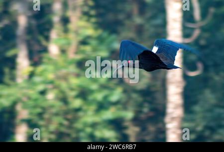 Ibis dalle tonalità rosse sorvola i cieli Foto Stock