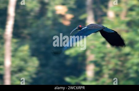 Ibis a Majestic Flight Foto Stock