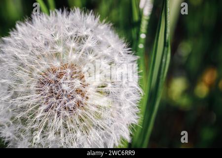 Il primo piano del Dandelion Fluff ha una bella struttura di semi. Foto Stock