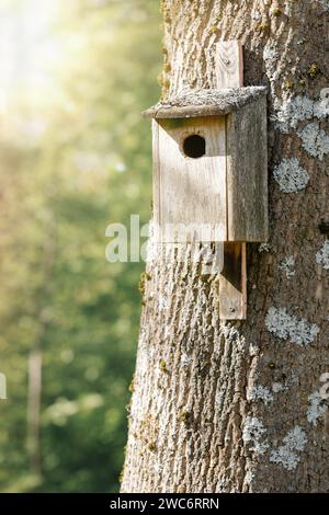 Nido di parula fatto a mano attaccato a un grande albero di muschio in primavera. Messa a fuoco selettiva, raggi del sole, sfocatura dello sfondo. Foto Stock