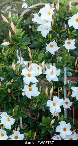 Mandevilla è un genere di viti a fiore tropicale e subtropicale appartenenti alla famiglia delle Apocynaceae. Foto verticale Foto Stock