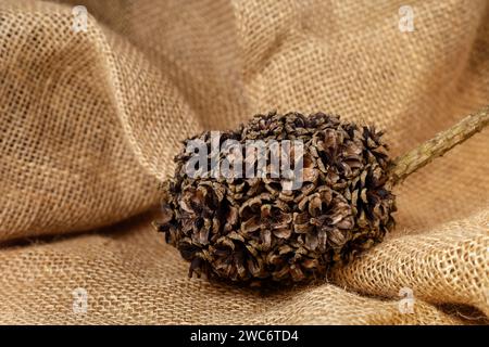 Molti coni di pino che sono cresciuti naturalmente insieme in un pelo formando una palla piena, su sfondo di rampe di sacco. Foto orizzontale. Foto Stock