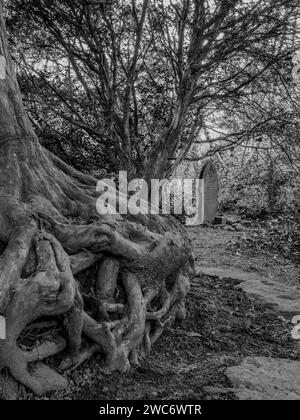 Antico Yew Tree con radici contorte in un cimitero di Cardiff, Galles. Lapidi. Evocativo, triste, lutto, gotico, morte, aldilà. Concetti. Foto Stock