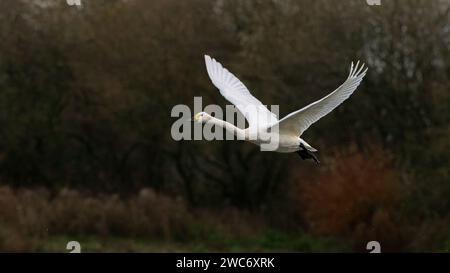 Bewick's Swan (Cygnus columbianus bewickii), Flying Foto Stock