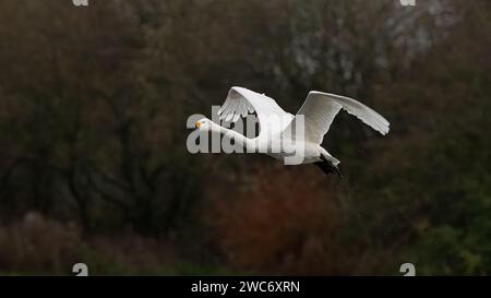 Bewick's Swan (Cygnus columbianus bewickii), Flying Foto Stock