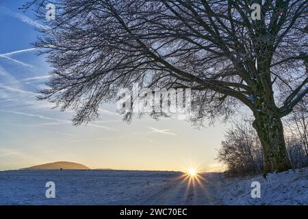 Svizzera, Laufental, Sunrise, Zwingen, Zwingen BL, Baselland, Baselbiet, faggio, inverno, foto invernale, Hägenberg, neve Foto Stock