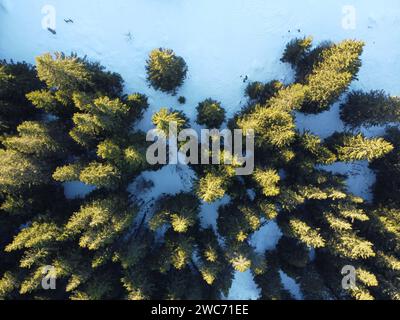 Vista aerea dall'alto verso il basso della foresta montuosa di conifere a Vitosha, Bulgaria Foto Stock