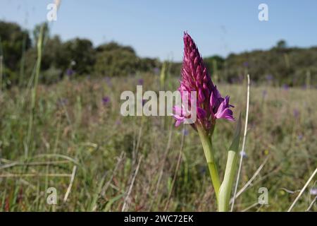 Primo piano naturale sul fiore viola dell'Orchidea piramidale erbacea perenne Europea, Anacamptis piramidalis Foto Stock