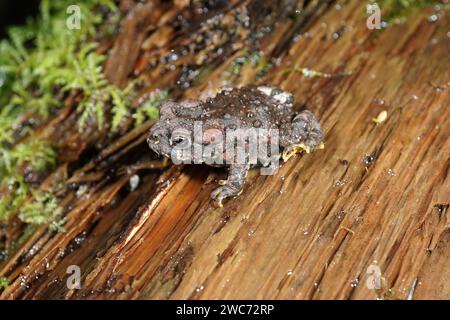 Primo piano naturale su un giovane rospo occidentale, Anaxyrus boreas, seduto sul pavimento della foresta Foto Stock