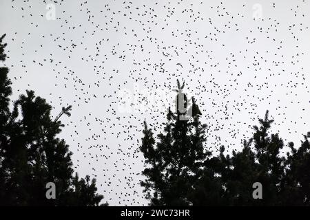 12.06.2022, Berlino, GER - silhouette: Honigbienen im Schwarmflug. Apis, Apis mellifera, aussen, Aussenaufnahme, Berlino, Bienen, Bienenkunde, Bienenschwarm, Bienenenstaat, Bienenverhalten, Bienenvermehrung, Bienenvolk, Bienenzucht, deutsch, deutschland, Europa, europaeisch, fauna, fliegen, Flug, Fluginsekten, Fruehjahr, Fruehling, Himmel, Honigbienen, Insekten, Jahreszeit, Natur, niemand, QF, Querformat, Schattenriss, schwaermen, Schwarm, Schwarmtrieb, Schwarmverhalten, Schwarmwolke, silhouette, Tiere, Tierreich, Tierverhalten, Tierwelt, Umriss, Verhalten, Verhaltensweise, Vermehren, Vermehrung, Foto Stock