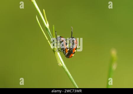 Scarabeo comune di asparagi (Crioceris asparagi). Tribù Criocerini, sottofamiglia Criocerinae, famiglia di coleotteri (Chrysomelidae). Sugli asparagi. Giugno Foto Stock