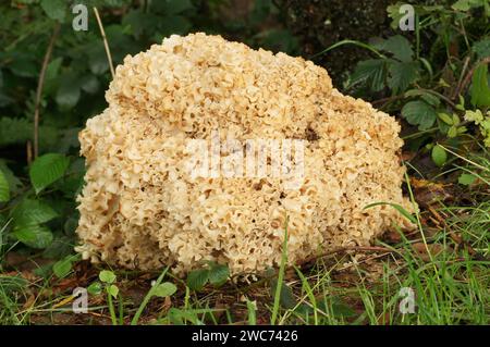 Primo piano naturale sul fungo del cavolfiore di colore pallido, Sparassis croccante che cresce nell'erba Foto Stock