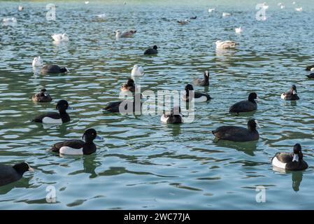 Gregge misto di Tufted Duck (Aythya fuligula) e Coots ad Arundel, West Sussex Foto Stock