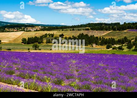 Campo di lavanda vicino a Sault a Vaucluse, Francia Foto Stock