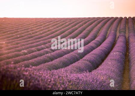 Tramonto su un campo di lavanda sull'altopiano di Valensole Foto Stock