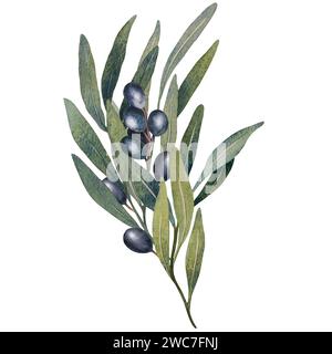 Acquerello ramo di ulivo con foglie e frutti di olive nere isolati su sfondo bianco. Illustrazione floreale dipinta a mano per la cancelleria nuziale Foto Stock