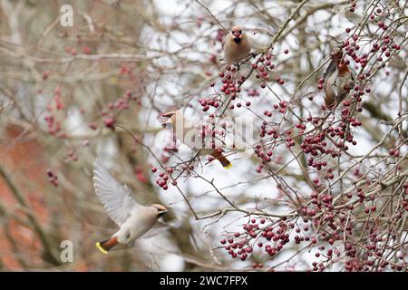 Un museo di Waxwings-Bombycilla garrulus che si nutre di bacche di biancospino - Crataegus monogyna. Inverno. Regno Unito Foto Stock