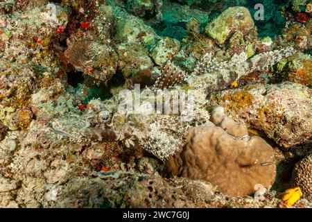 Malesia, Sabah, Kapalai, Crocodilefish (Cymbacephalus beauforti), testa piatta di De Beaufort Foto Stock